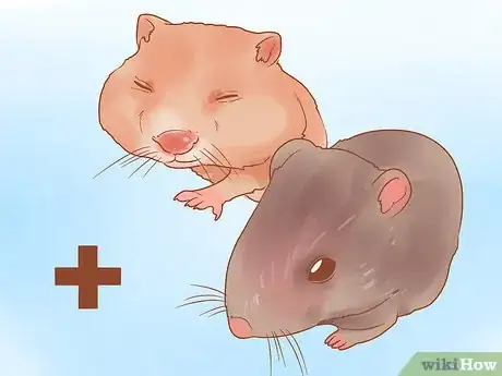 Image titled Decide Between Syrian and Dwarf Hamsters Step 6