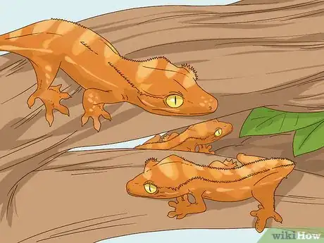 Image titled Care for a Crested Gecko Step 11