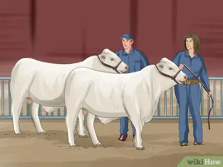 Image titled Identify Charolais Cattle Step 5