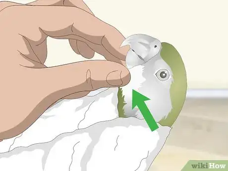 Image titled Apply Eye Drops in a Parrot's Eye Step 8