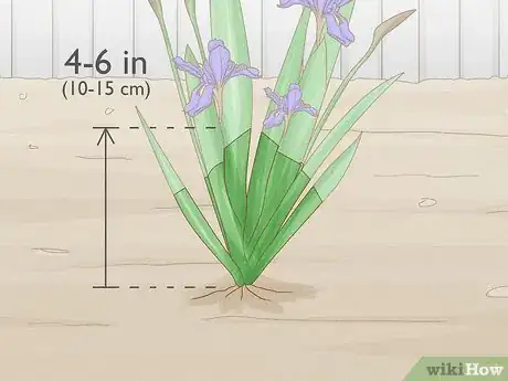 Image titled Cut Back Irises in the Fall Step 8