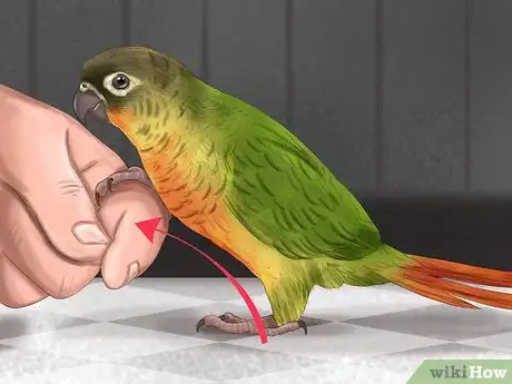 Image titled Care for a Conure Step 17