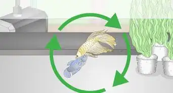 Selectively Breed Betta Fish