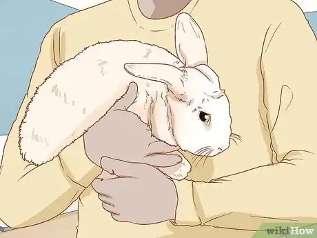 Image titled Handle Rabbits Step 9