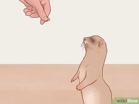 Image titled Train Your Ferrets to Do Tricks Step 13