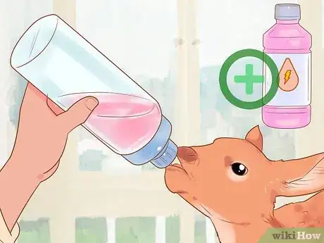 Image titled Bottle Feed an Orphaned Fawn Step 10