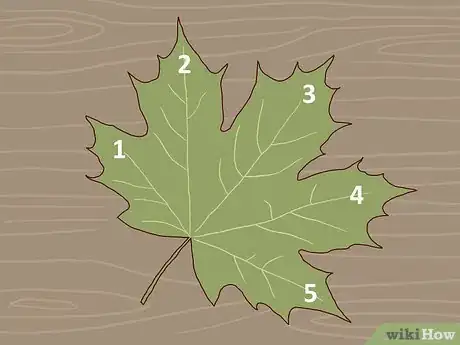 Image titled Identify Sugar Maple Trees Step 2