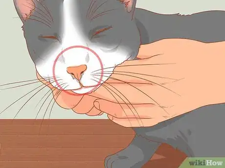 Image titled Treat a Cat with a Stuffy Nose Step 1