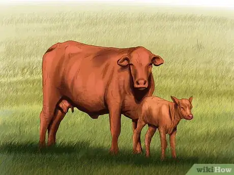 Image titled Identify Brangus Cattle Step 9