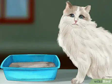 Image titled Care for Ragdoll Cats Step 5
