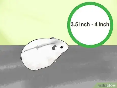 Image titled Know if a Hamster Is Right for You Step 16