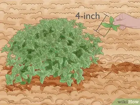 Image titled Grow Catmint from Cuttings Step 12