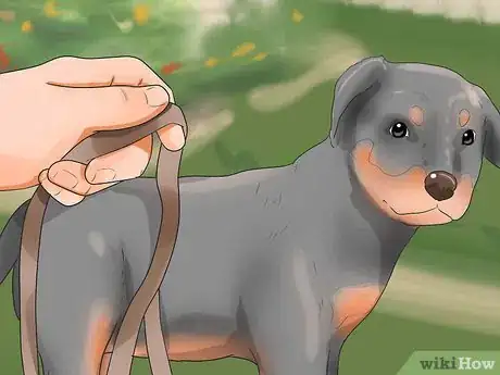 Image titled Put on a Puppy Harness Step 13