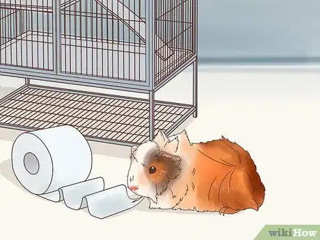 Image titled Care for Abyssinian Guinea Pigs Step 15