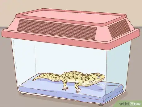 Image titled Safely and Properly Pack, Transport and Move Your Reptile Step 5