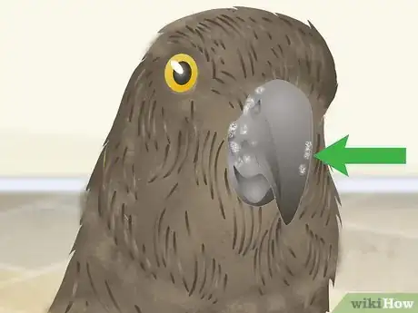Image titled Spot Beak Problems in a Senegal Parrot Step 5