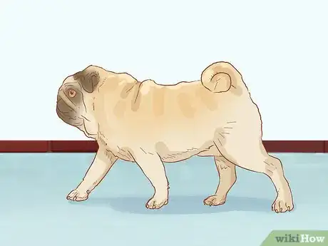 Image titled Identify a Pug Step 1