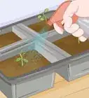 Thin Out Seedlings