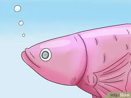 Image titled Tell How Old a Betta Fish Is Step 6