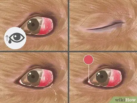 Image titled Treat Cherry Eye in Dogs Step 6