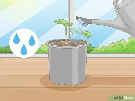 Image titled Grow Sweet Potato Vine Houseplant Step 10