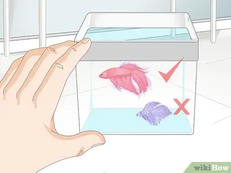 Image titled Pick a Betta Fish Step 4