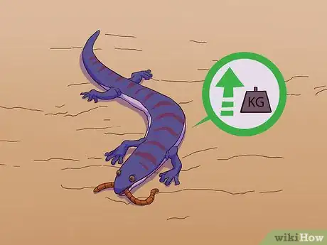 Image titled Feed a Salamander Step 14
