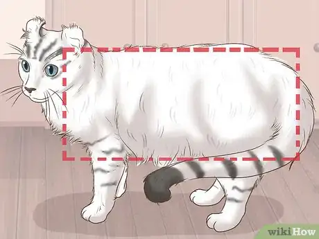 Image titled Identify an American Curl Cat Step 2