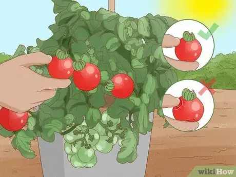 Image titled Grow Tomatoes in Pots Step 15