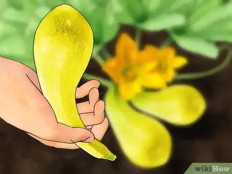 Image titled Grow Yellow Squash Step 10
