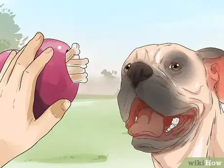 Image titled Teach Your Dog to Focus Step 13
