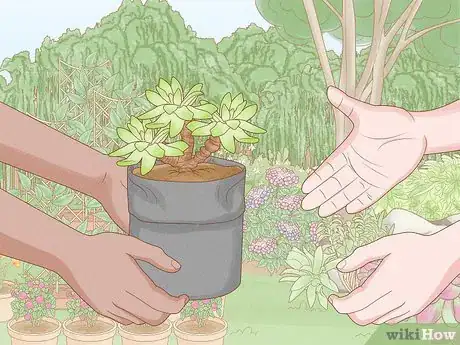 Image titled Repot a Succulent Step 2