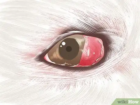 Image titled Treat Cherry Eye in Dogs Step 3