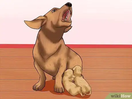 Image titled Make a Dog Stop Biting Step 18