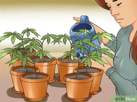 Image titled Grow a Quality Medical Marijuana Step 8