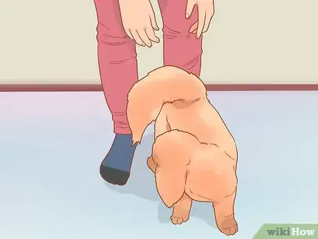 Image titled Pick up Your Shih Tzu Step 8