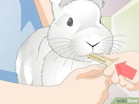 Image titled Give a Rabbit Medication Step 9