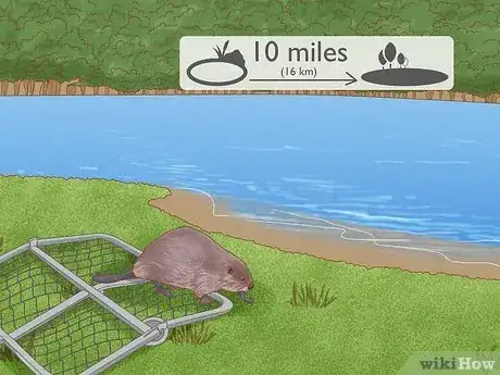 Image titled Get Rid of Beavers Step 7