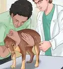 Know If Your Dog Has Cancer