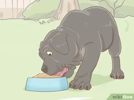Image titled Breed Cane Corso Step 11