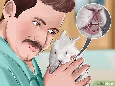 Image titled Tell if Your Rabbit Is in Pain Step 2
