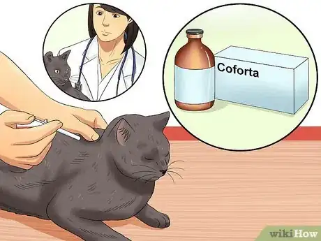 Image titled Care for an FIV Infected Cat Step 7