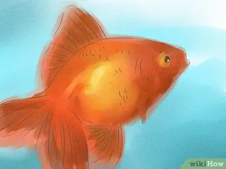 Image titled Tell if Your Goldfish Is a Male or Female Step 1