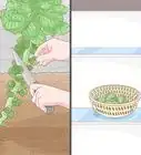 Regrow Brussels Sprouts