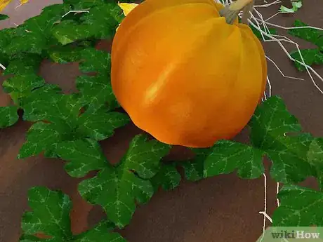 Image titled Grow Giant Pumpkins Step 1Bullet1