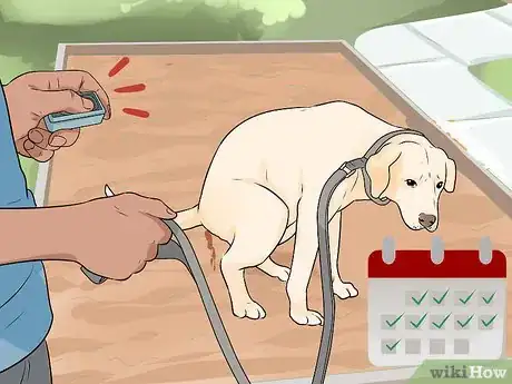 Image titled Get Your Dog to Pee on Command Step 9