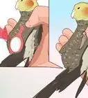 Get Your Cockatiel to Stop Laying Eggs