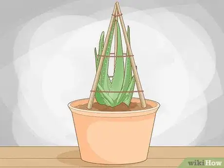 Image titled Why Does Your Aloe Plant Not Stand Up Step 6