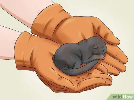 Image titled Raise a Baby Squirrel Step 2