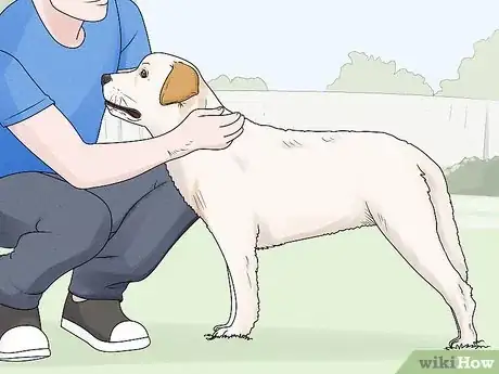 Image titled Identify a Labrador Retriever Step 7